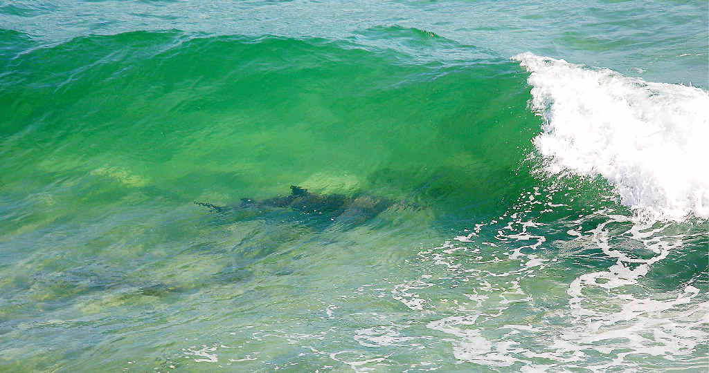 A file picture of a shark at The Pass, Byron Bay. A file picture of a shark at The Pass, Byron Bay.